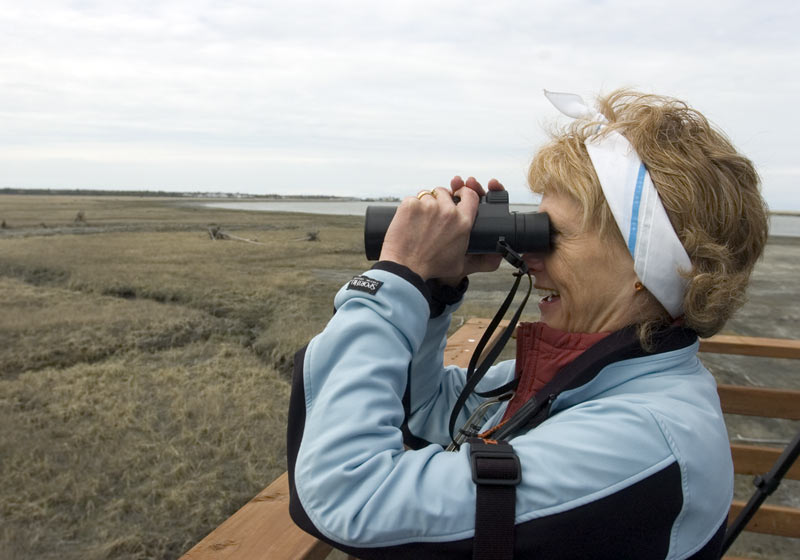 A viewing platform on Bridge Access road at the tidal flats offers views of area wildlife including a caribou herd and a multitude of birds.