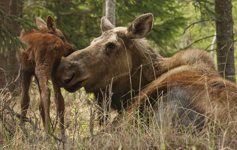 Moose Pass