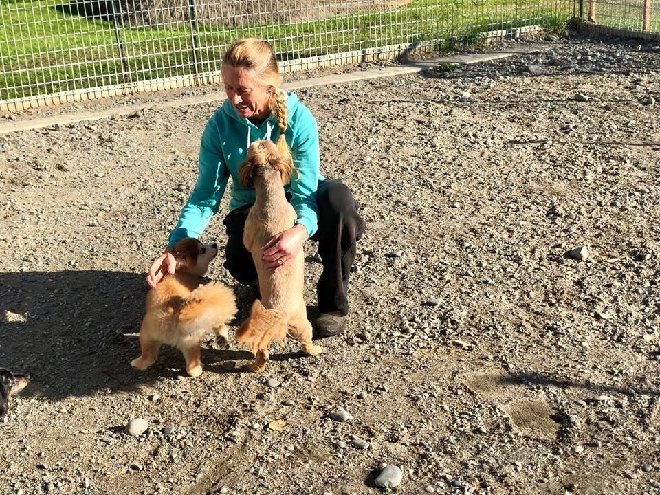 Coopers kennels shop