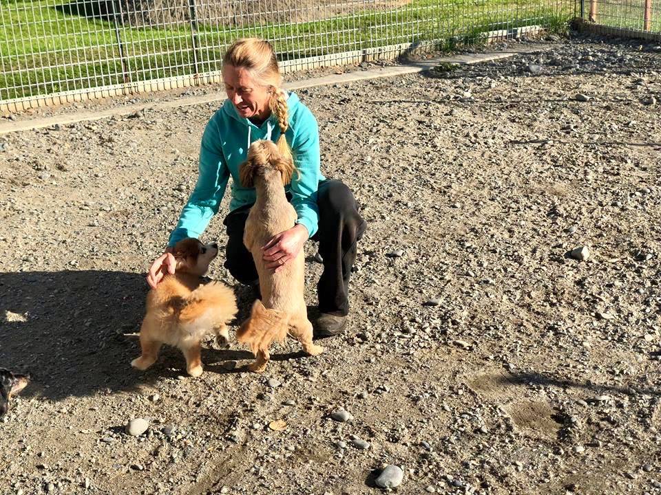 Kacey Cooper plays with some of the smaller dogs staying at her kennel on Wednesday, Aug. 29, 2018, in Kasilof, Alaska. (Photo by Victoria Petersen/Peninsula Clarion)