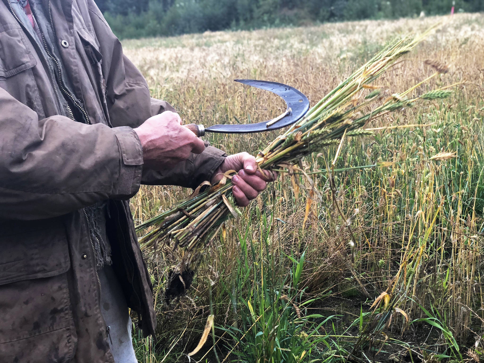Robert Gibson of Cooper Landing uses a hand sickle to cut barley grown in a vacant gravel pit on Friday, Aug. 31, 2018 in Cooper Landing. (Photo by Victoria Petersen/Peninsula Clarion)