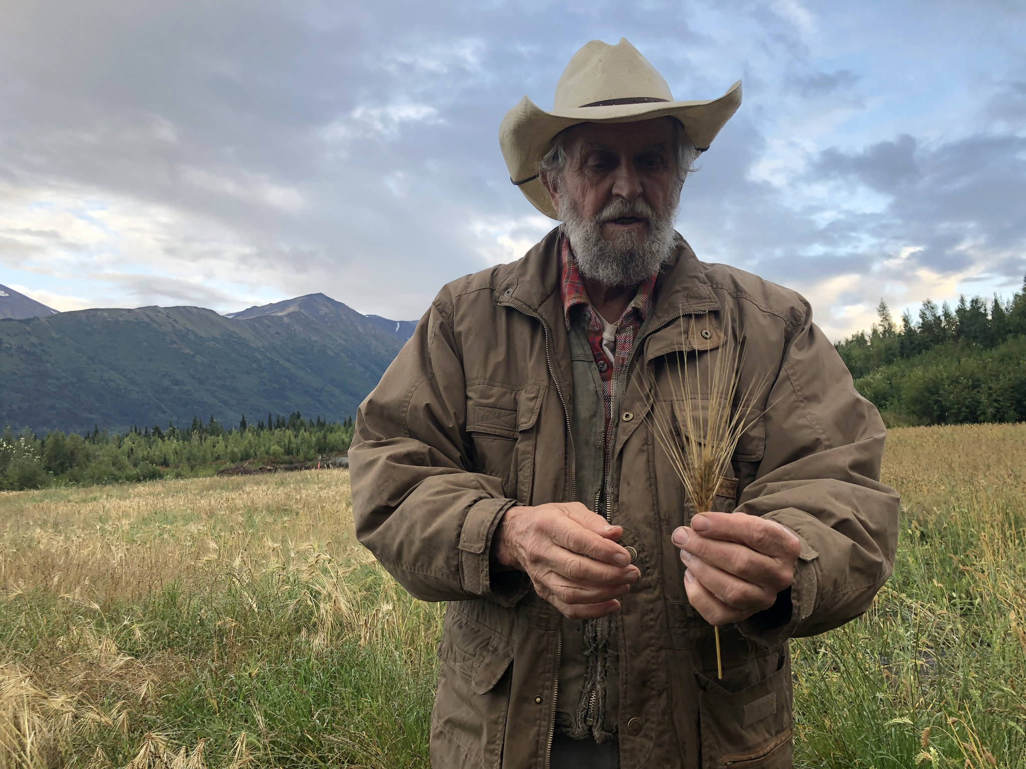 Robert Gibson of Cooper Landing holds up a piece of two-row barley, which is used best in distilliation processes, on Friday, Aug. 31, 2018, at a small barley field planted by the Kenai Peninsula Borough in a vacant gravel pit in Cooper Landing, Alaska. (Photo by Victoria Petersen/Peninsula Clarion)