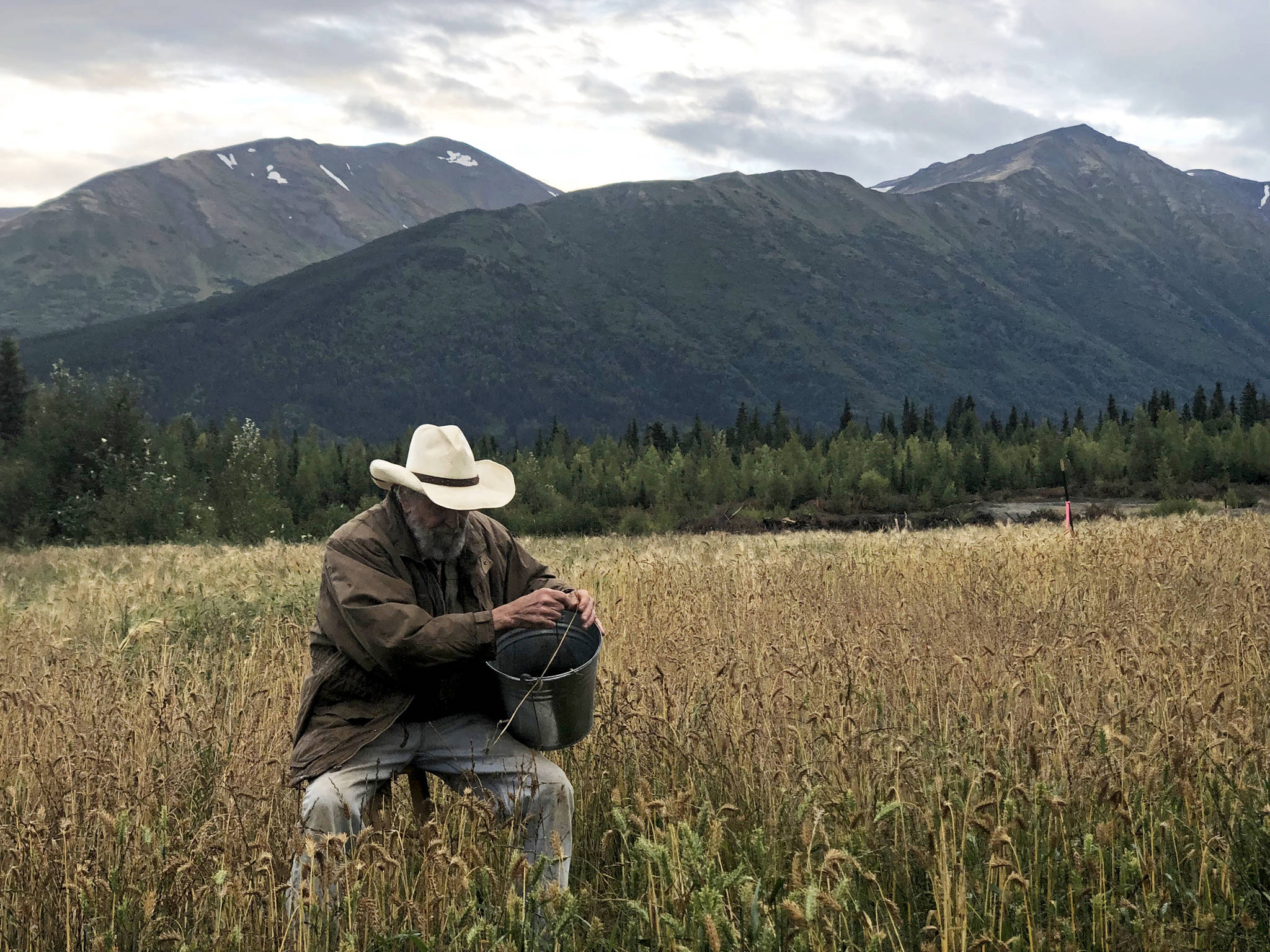 Robert Gibson of Cooper Landing picks barley by hand at a small barley field planted by the Kenai Peninsula Borough in a vacant gravel pit on Friday, Aug. 31, 2018, in Cooper Landing, Alaska. Gibson uses three different methods to pick the barley, including using a scythe and a hand sickle. (Photo by Victoria Petersen/Peninsula Clarion)