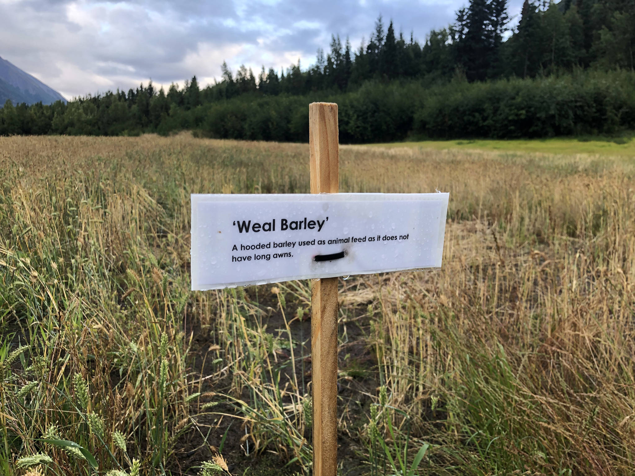 A sign marks a type of barley growing in a small field in a vacant gravel pit on Aug. 31, 2018 in Cooper Landing, Alaska. (Photo by Victoria Petersen/Peninsula Clarion)