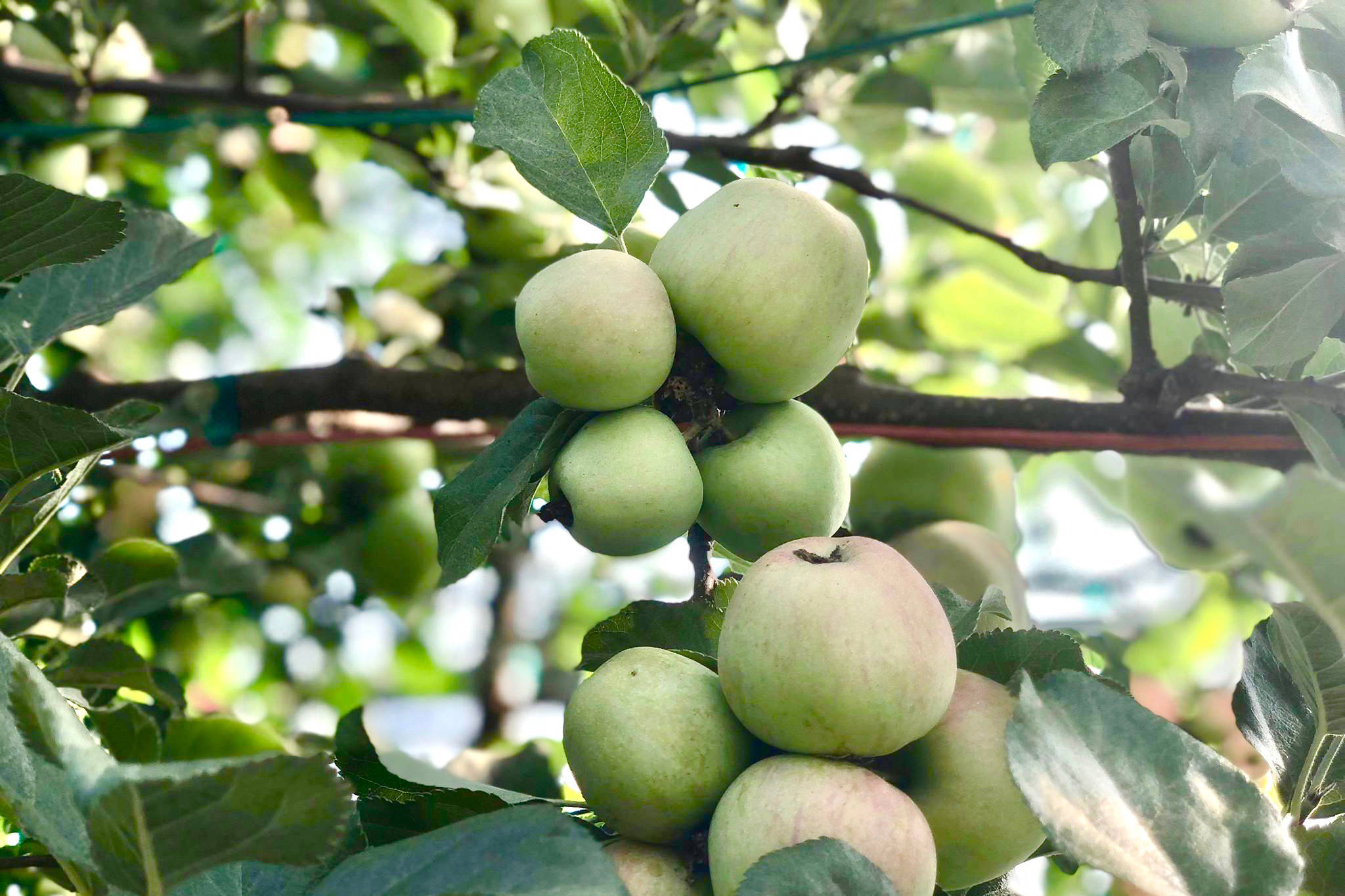 O’Brien Garden’s annual tasting event features the tastes of fall harvest