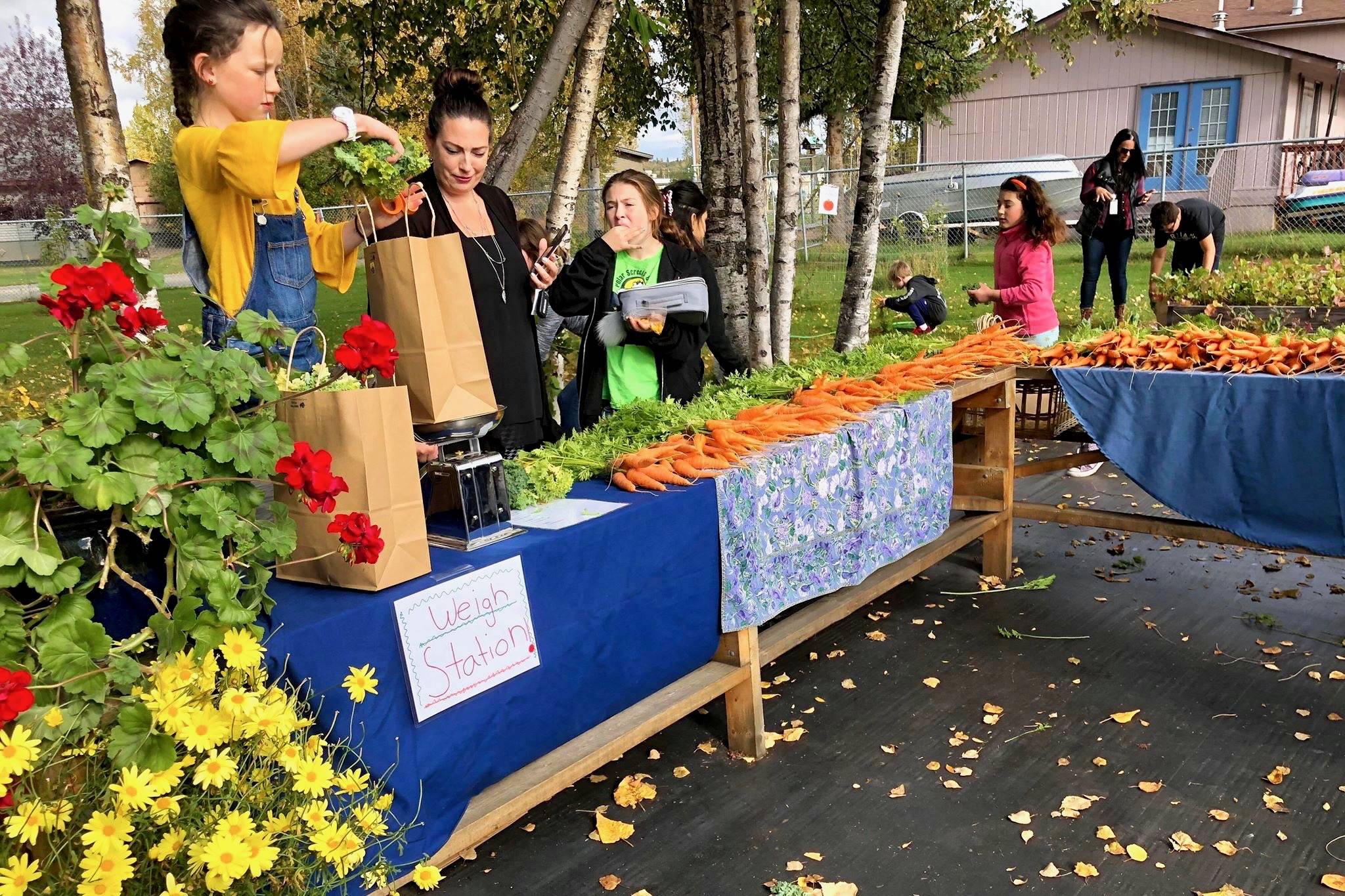 Students weigh vegetables for customers at the Soldotna Montessori Charter School Farmers Market on Thursday, Sept. 20, 2018, in Soldotna, Alaska. (Photo by Victoria Petersen/Peninsula Clarion)