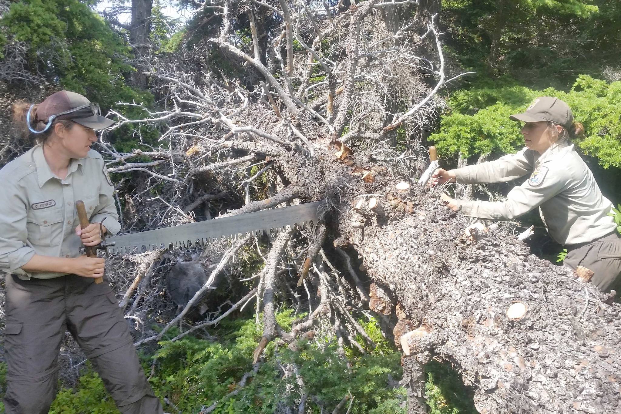 Christa Kennedy and Izzie Giacomangeli double-buck a downed tree in July 2018 on Surprise Creek Trail within the Andrew Simons Wilderness Unit. (Photo provided by Kenai National Wildlife Refuge)