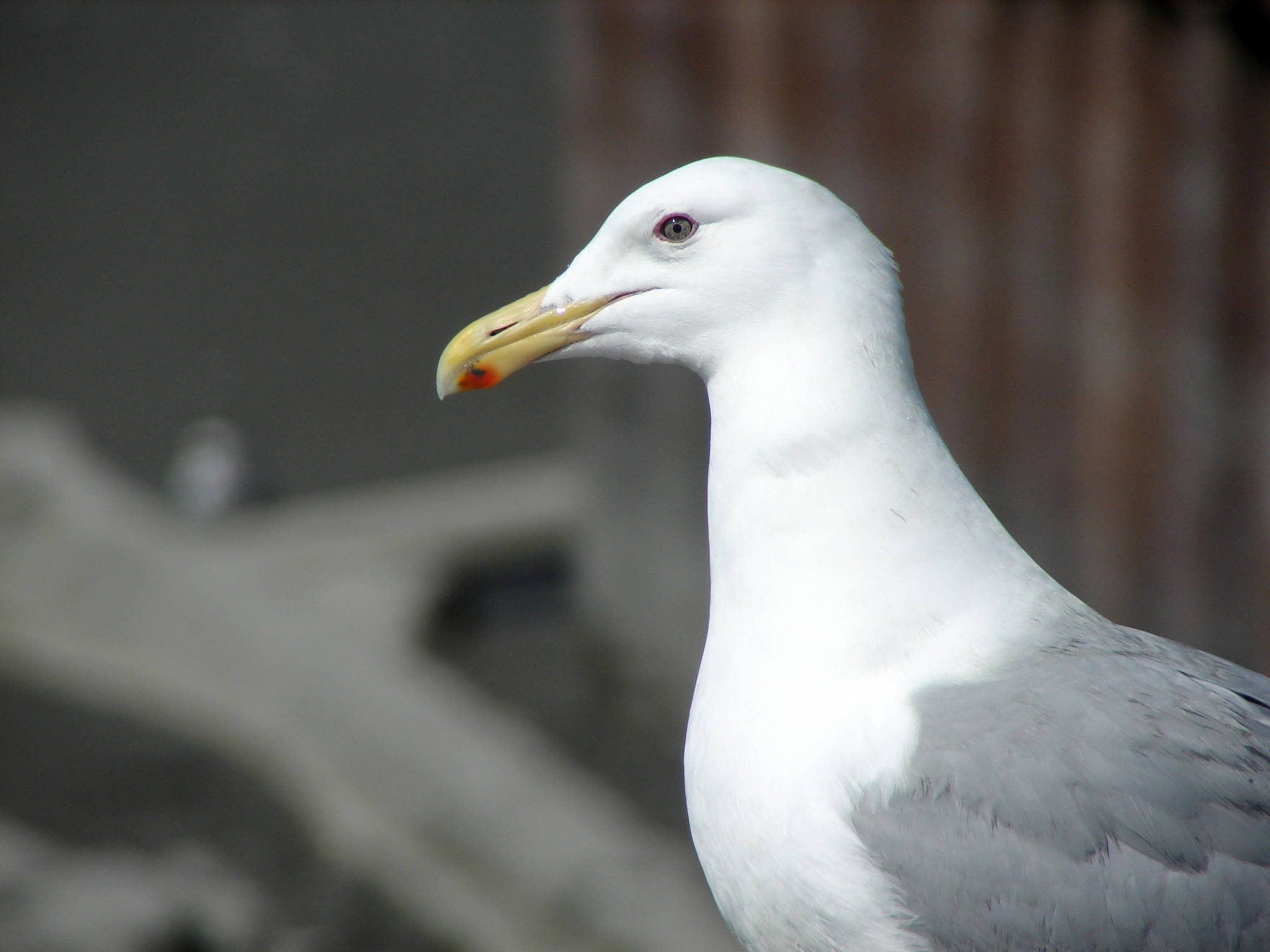 When Herring gull nestlings peck at the red dot on their parent’s bill, the parents regurgitate food. Is this an instinctive or learned behavior? (Photo credit by Todd Eskelin/Kenai National Wildlife Refuge)