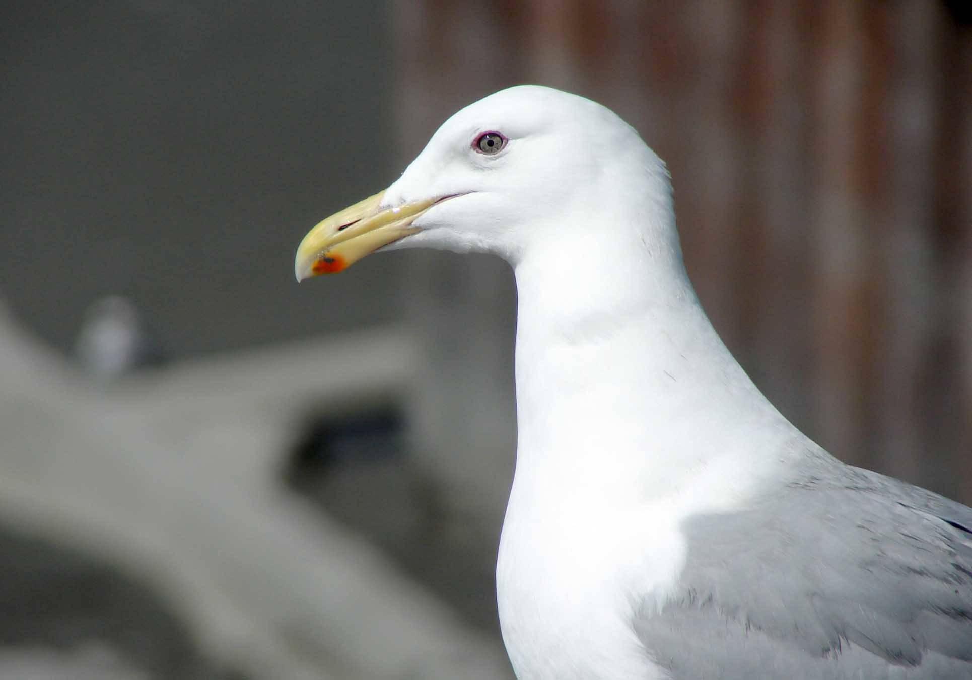 When Herring gull nestlings peck at the red dot on their parentճ bill, the parents regurgitate food. Is this an instinctive or learned behavior? (Photo credit by Todd Eskelin/Kenai National Wildlife Refuge)