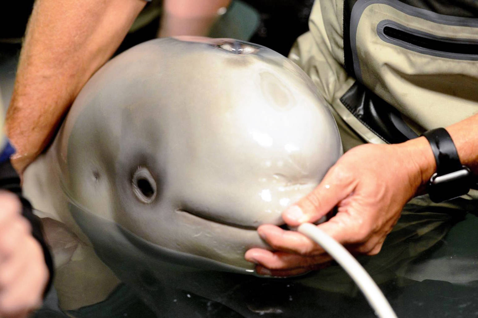 In this October 2017 file photo, volunteers at the Alaska SeaLife Center feed beluga calf Tyonek, who was rescued on Sept. 30, 2017, after he was stranded in Trading Bay. The first Cook Inlet beluga under human care, Tyonek now lives at SeaWorld San Antonio in Texas. (Photo courtesy of Alaska SeaLife Center).