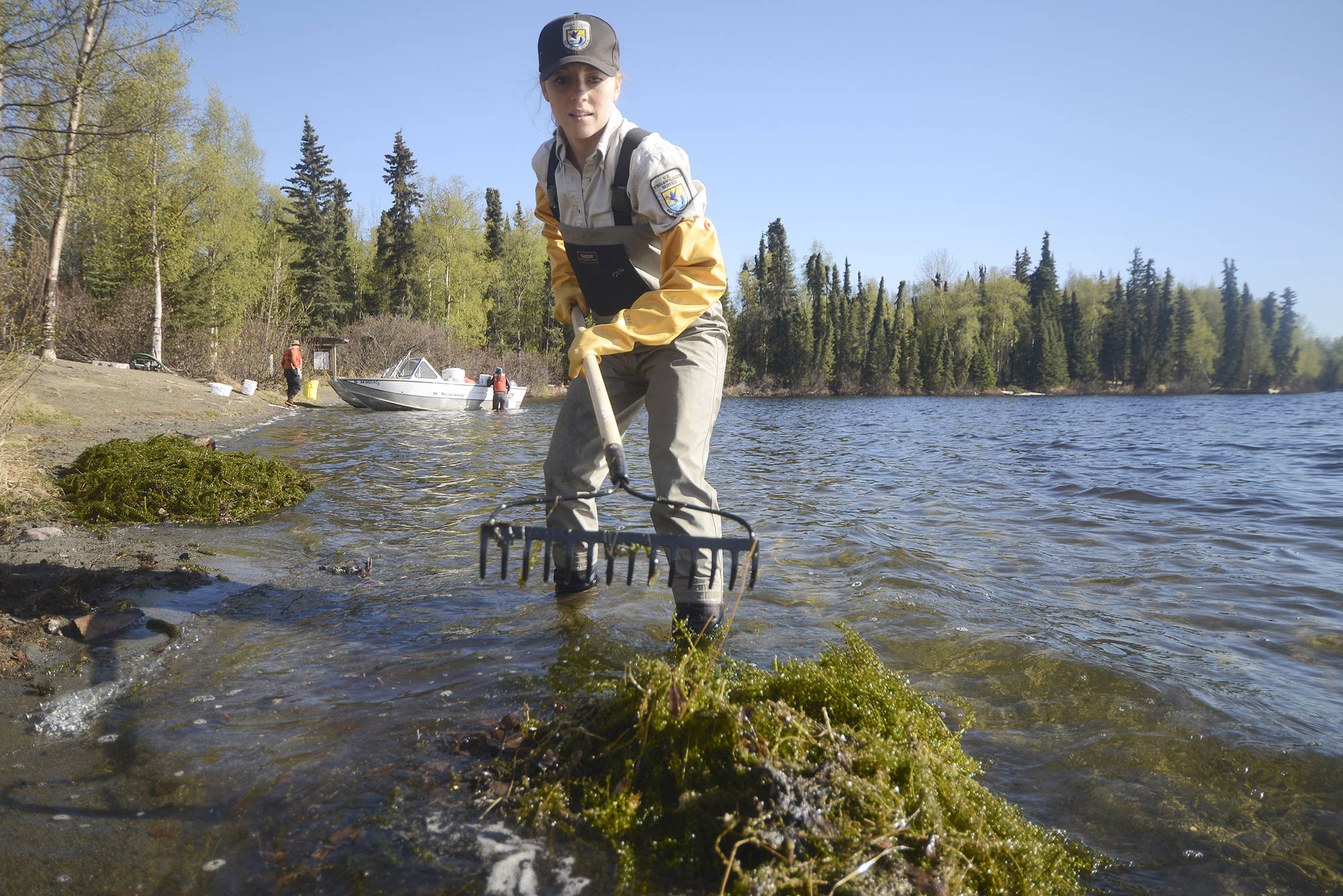 Kenai National Wildlife Refuge intern Kyra Clark rakes masses of the invasive waterweed elodea from the Soldotna-area Sport Lake on Tuesday, May 16. (Ben Boettger/Peninsula Clarion)