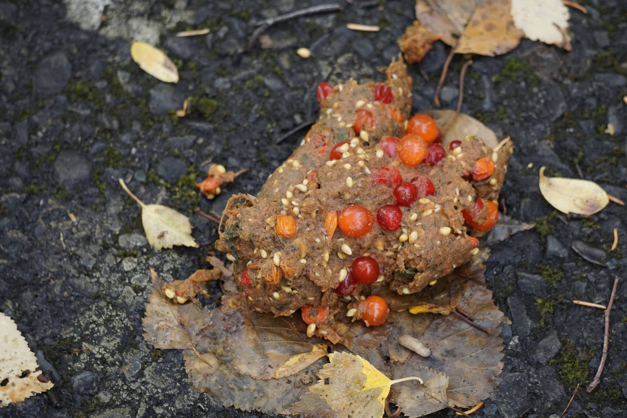 Bear poop with berries and seeds is in a trail near Hidden Lake in the Kenai National Wildlife Refuge on Saturday, Sept. 29, 2018, near Sterling, Alaska. (Photo by Michael Armstrong/Homer News)