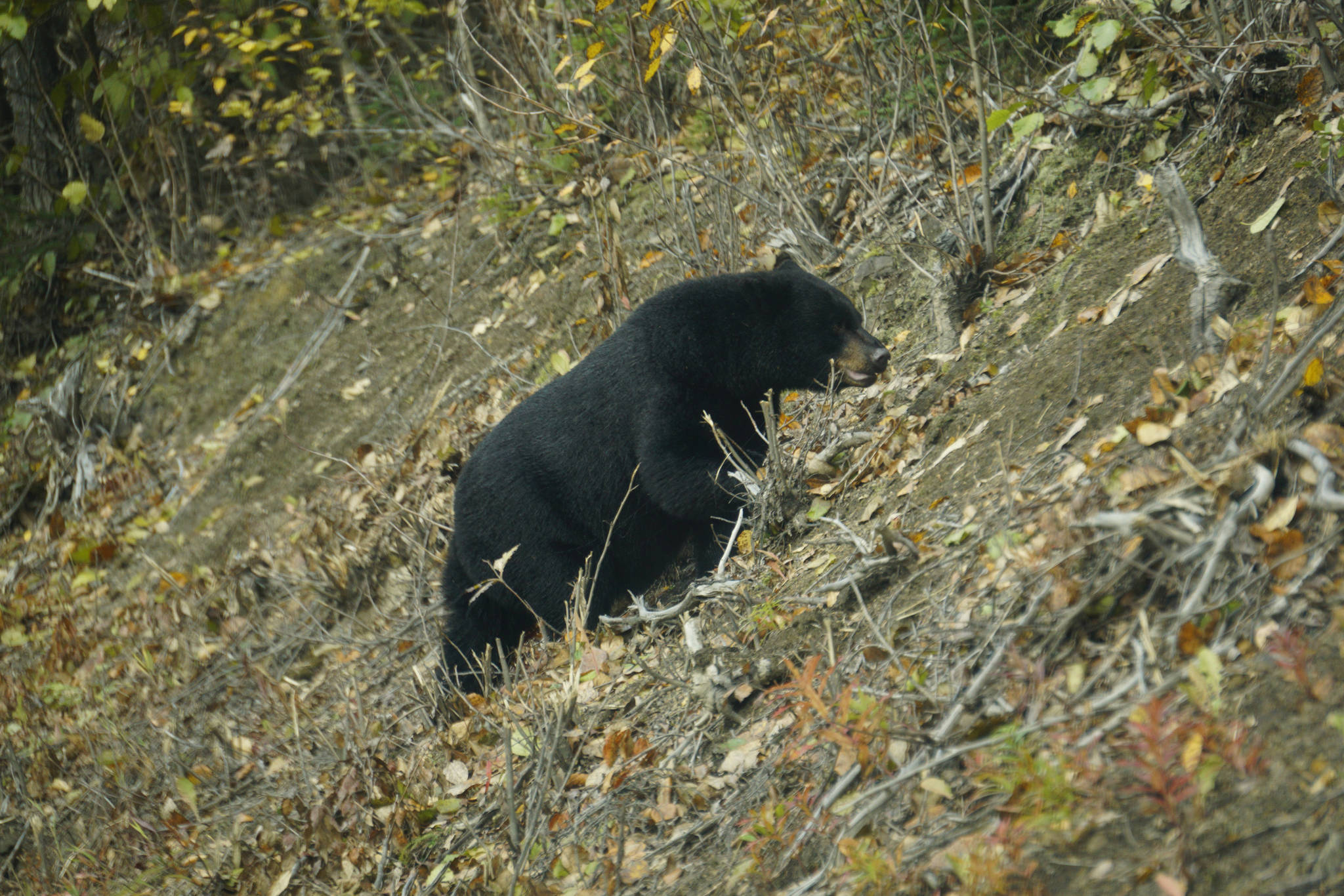 A black bear crosses the Skilak Lake Road in the Kenai National Wildlife Refuge on Sunday, Sept. 30, 2018, near Sterling, Alaska. (Photo by Michael Armstrong/Homer News)