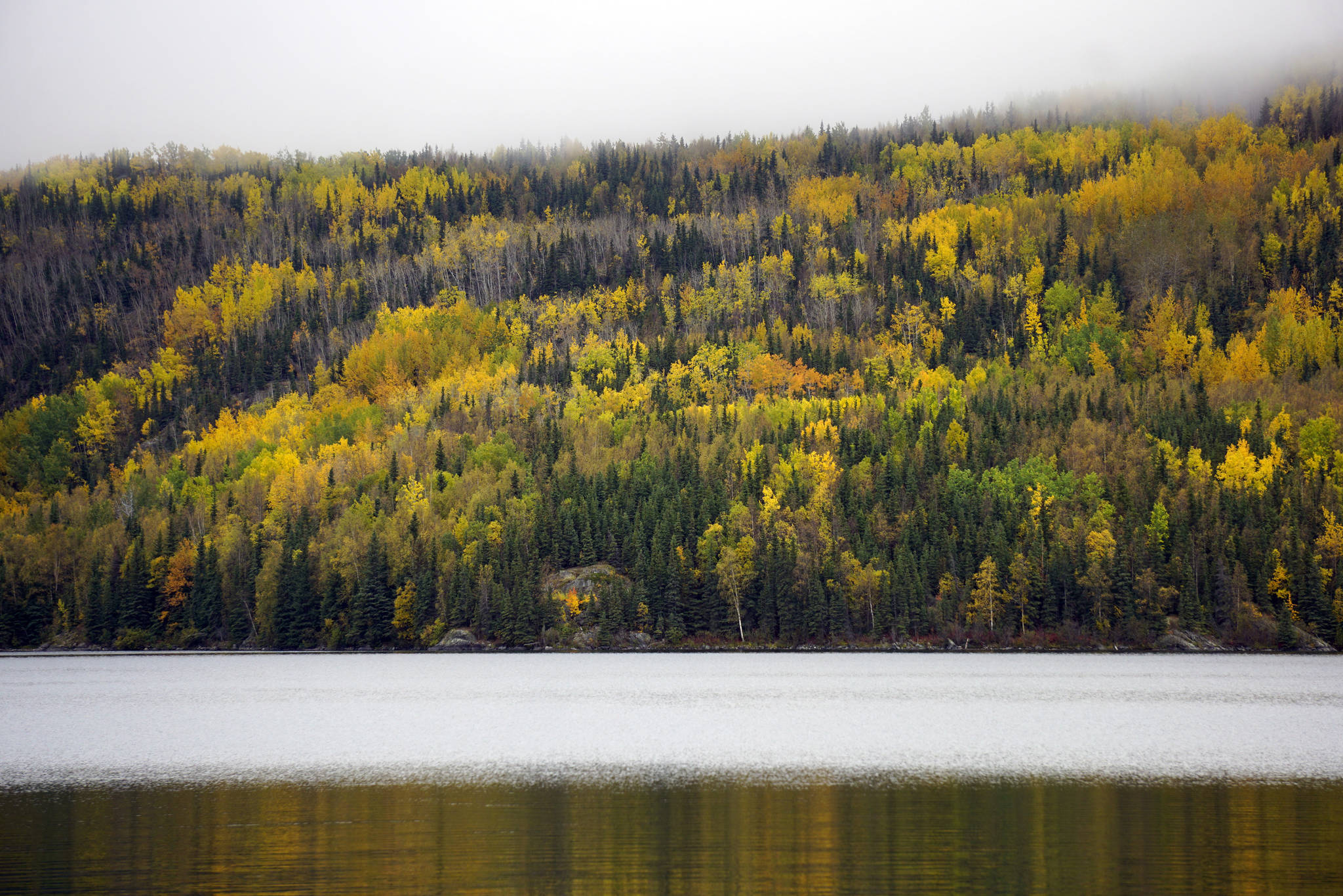 Birch trees offer a splash of fall color by Hidden Lake in the Kenai National Wildlife Refuge on Saturday, Sept. 29, 2018, near Sterling, Alaska. (Photo by Michael Armstrong/Homer News)