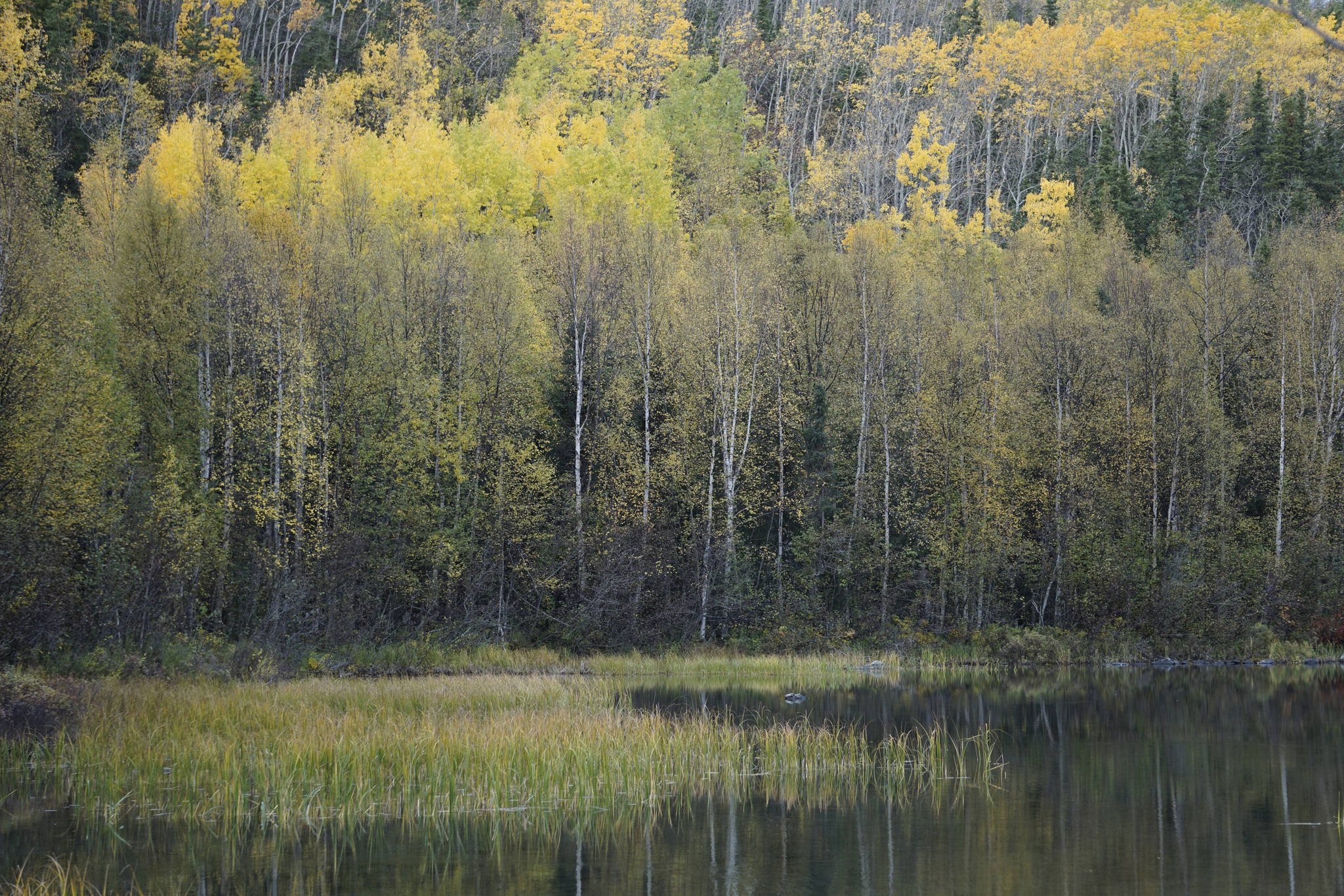 Birch trees offer a splash of fall color by Hidden Creek near Hidden Lake in the Kenai National Wildlife Refuge on Saturday, Sept. 29, 2018, near Sterling, Alaska. (Photo by Michael Armstrong/Homer News)