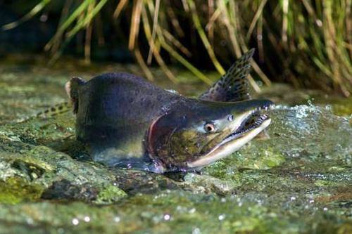 Board of Fisheries Should Act to Protect Wild Salmon Stocks