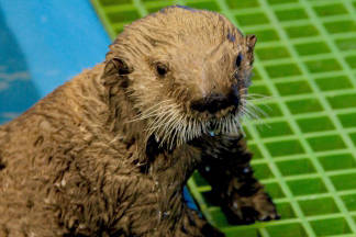 Dixon, a male sea otter pup, is pictured in this undated photo provided by the Alaska SeaLife Center in Seward, Alaska. Dixon was found dehydrated, malnourished and barely responsive in Homer in August. (Photo courtesy Alaska SeaLife Center)
