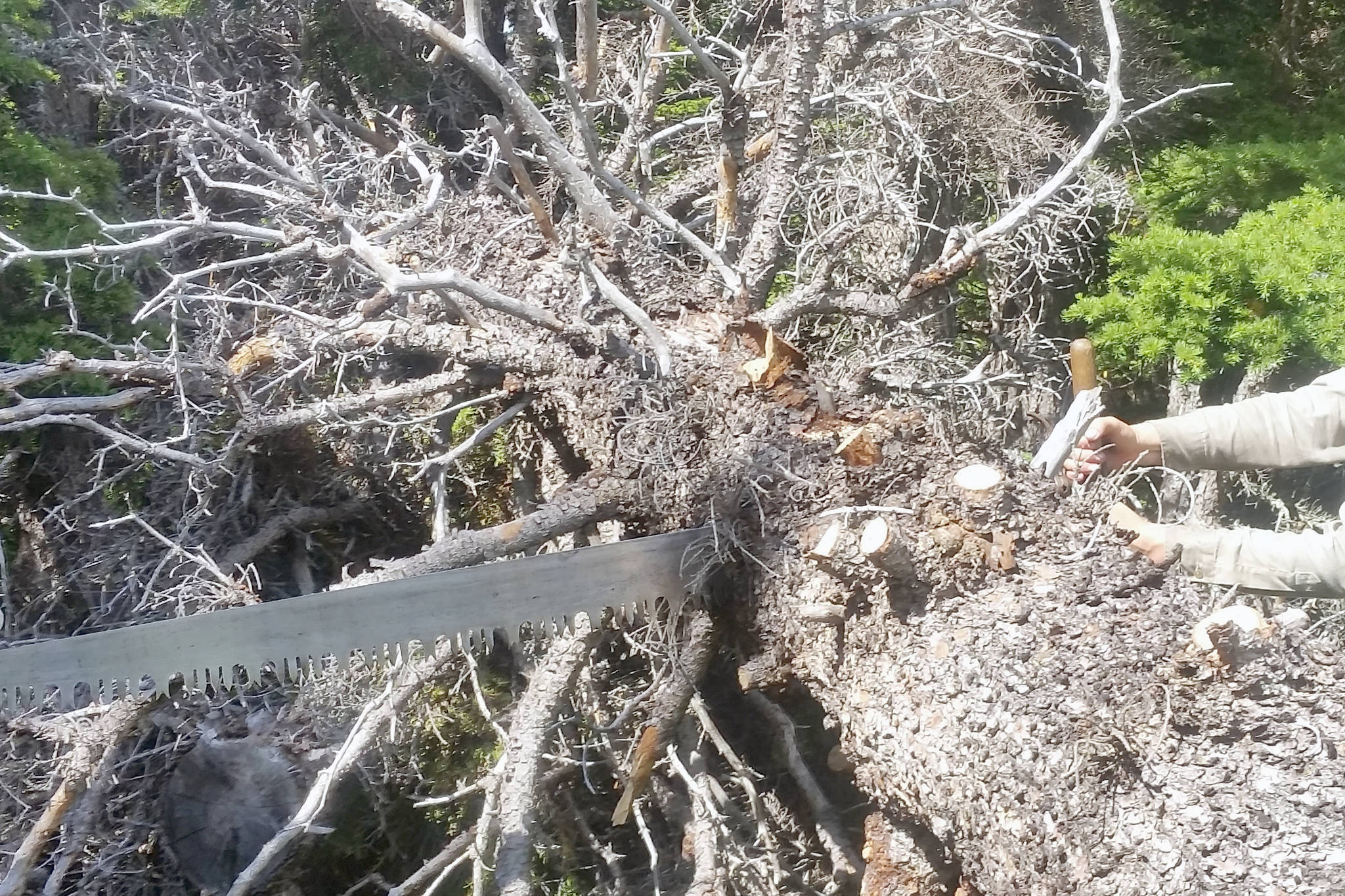 Learning for Life: Safe and Effective Tree Felling, Limbing and Bucking