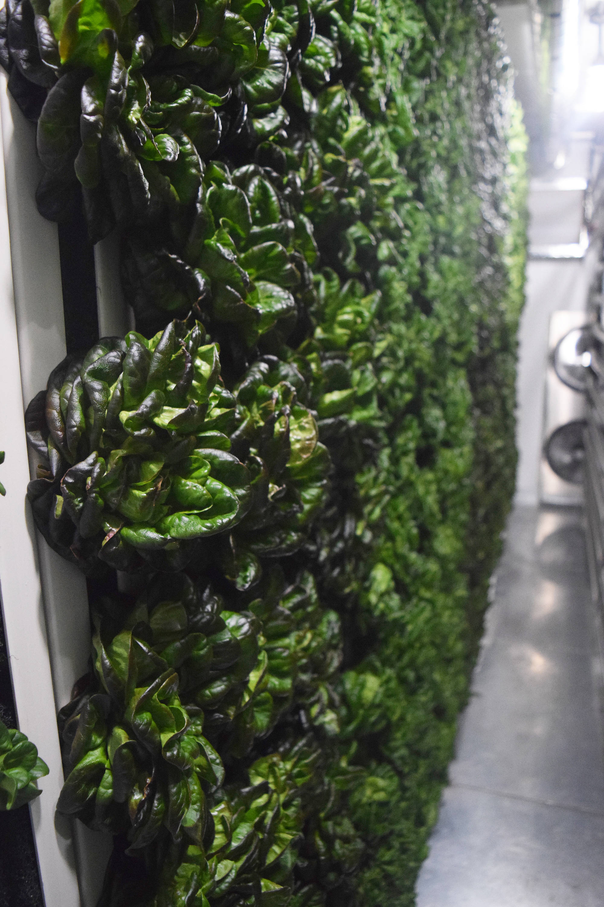 Salanova lettuce grows in vertical rows at Fresh365 in Soldotna. (Photo by Joey Klecka/Peninsula Clarion)