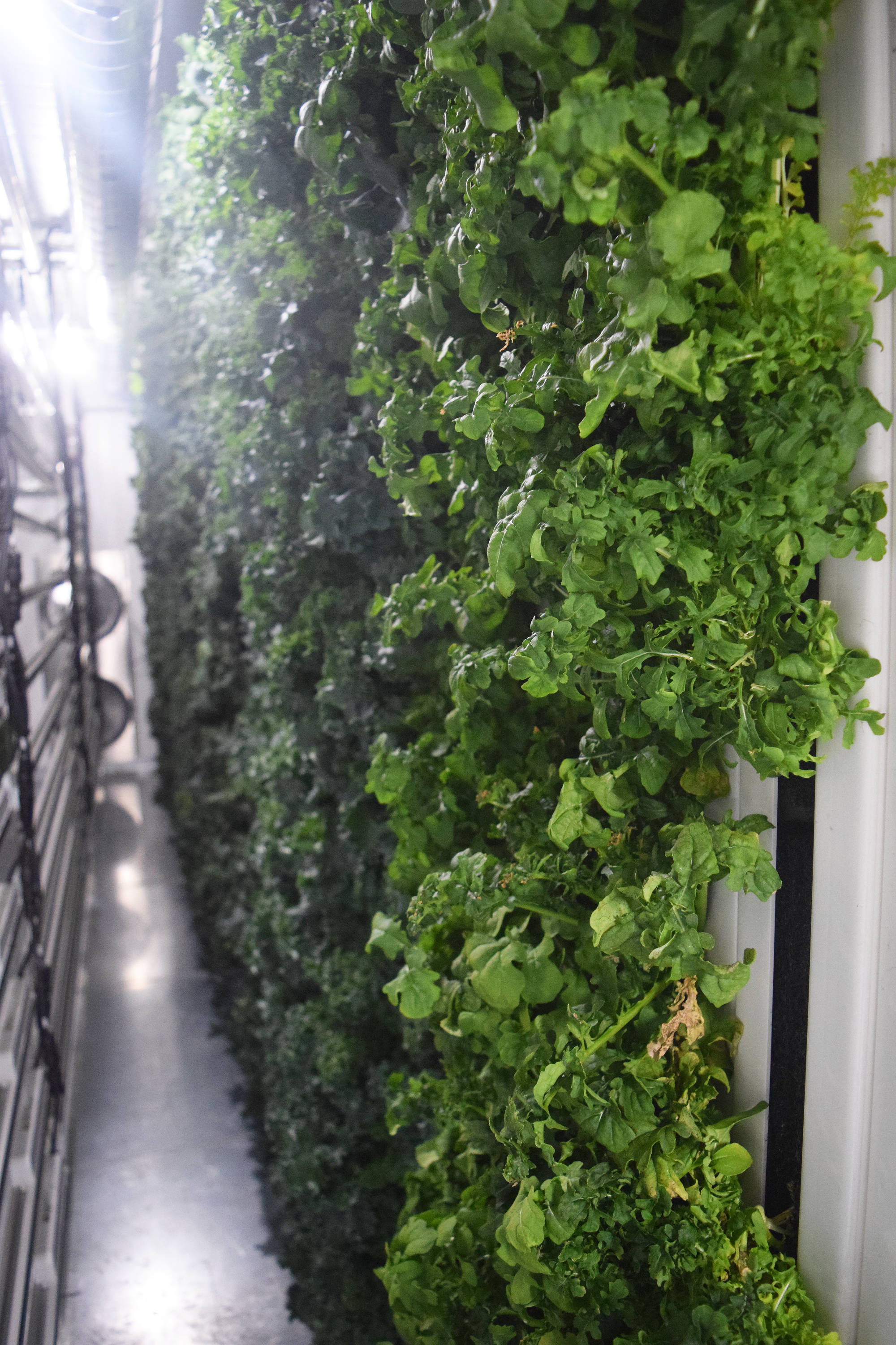 Fresh lettuce grows in vertical grows at Fresh365 in Soldotna. (Photo by Joey Klecka/Peninsula Clarion)