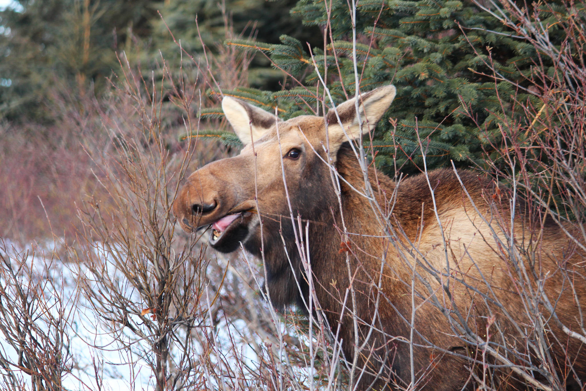 A cow moose munches on some bushes Thursday, March 1, 2018 on Ohlson Mountain Road outside Homer, Alaska. She, another moose and a calf browsed just along the side of the road, where the snow was slightly less deep. With March bringing with it the whiplash of repeated snow falls and thawing, many moose are gravitating toward roads to give themselves an easier time navigating. (Photo by Megan Pacer/Homer News)