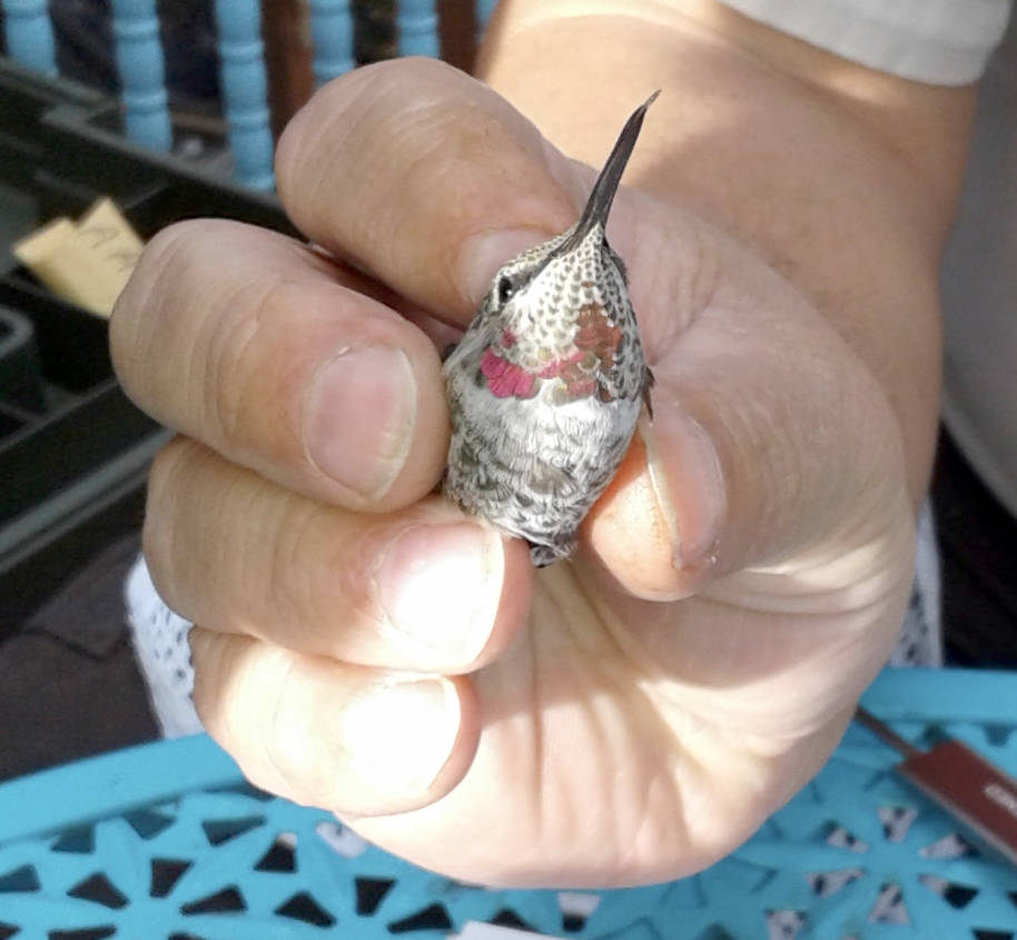 Anna’s Hummingbird banded in Homer