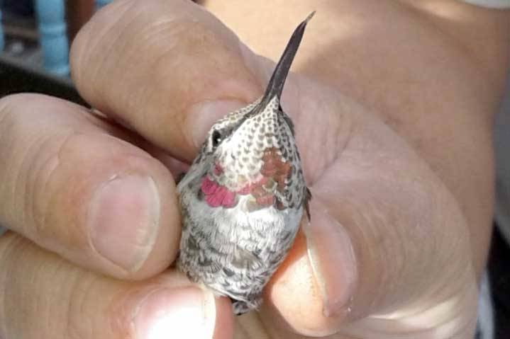 Anna’s Hummingbird banded in Homer