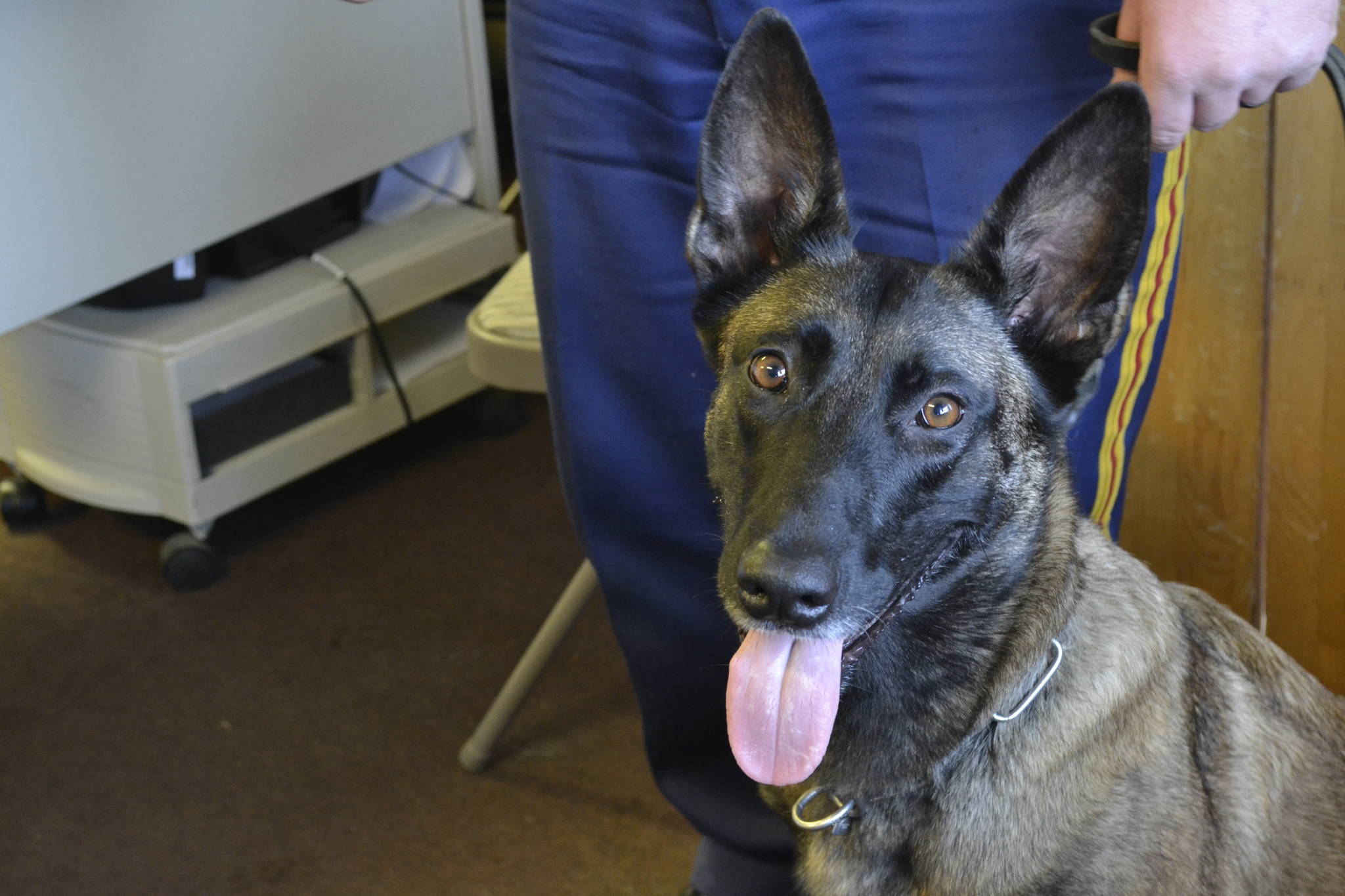 Donna, a Belgian Malinois State Trooper dog, waits with her handler, Alaska State Trooper Jason Woodruff on October 17 in Kenai. (Photo by Victoria Petersen/Peninsula Clarion)