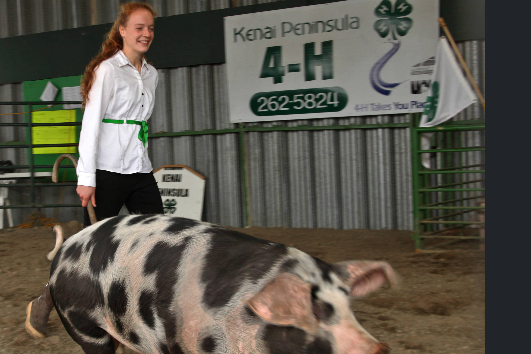 4-H member Bailey Epperheimer exhibits her 226 pound pig during a livestock auction at the Kenai Peninsula Fair on Saturday, August 18, 2018 in Ninilchik, Alaska. (Ben Boettger/Peninsula Clarion)