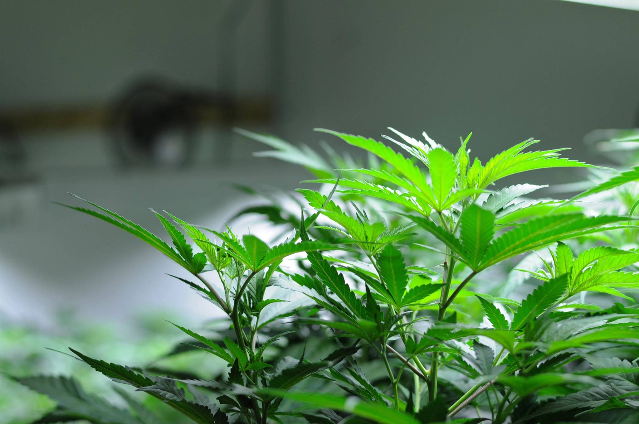 In this December 2016 photo, cannabis plants grow in a standard cultivation space inside Croy’s Enterprises near Soldotna, Alaska. (Peninsula Clarion file photo)