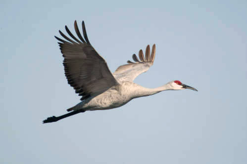 A Sandhill crane in flight. (Photo Credit: Created by Steven R. Emmons and published by USFWS in NCTC Image Library)