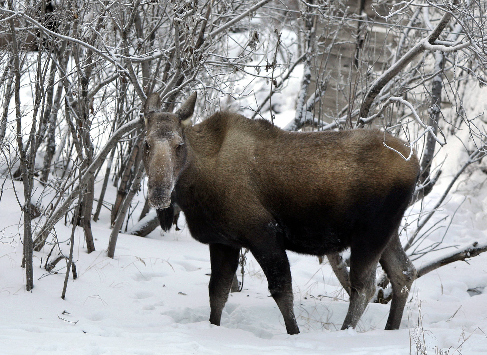 In this Jan. 22, 2010 file photo, a cow moose walks through the brush in Noorvik. (AP Photo/Carolyn Kaster, File)