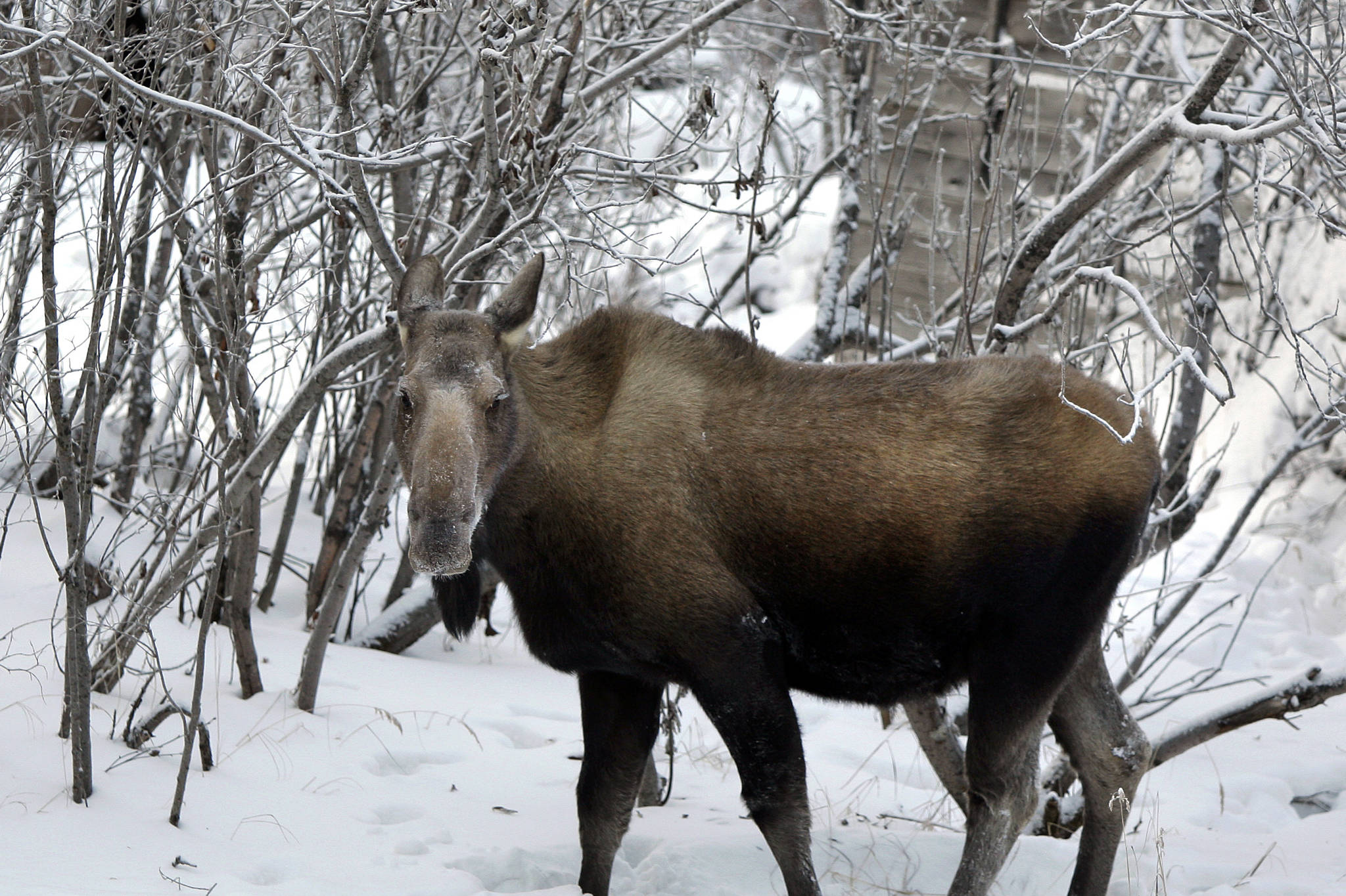 In this Jan. 22, 2010 file photo, a cow moose walks through the brush in Noorvik, Alaska. (AP Photo/Carolyn Kaster, File)