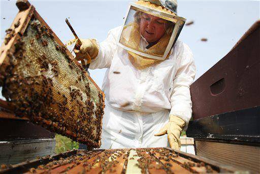 In this photo taken Aug. 6, 2015, Sarah Souders replaces full frames with empty frames in her hives in Kenai. (Kelly Sullivan(/Peninsula Clarion)