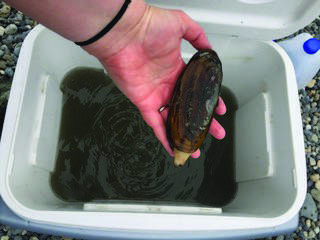 An adult razor clam being prepared for transport back to the University of Alaska Fairbanks for molecular testing from Nikiski. (Photo/Courtesy/Marina Washburn)