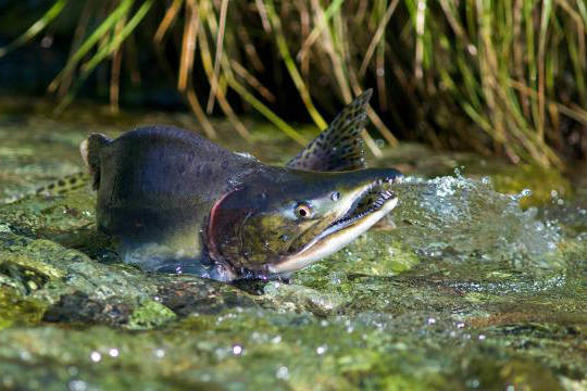 Board of Fisheries to be held in Anchorage, again