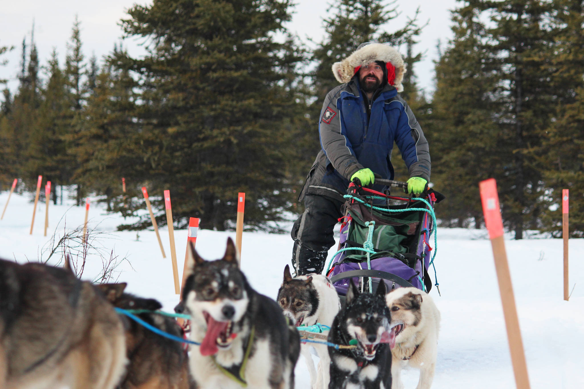Musher Cim Smyth and his team pull in to the McNeil Canyon Elementary School checkpoint of this year’s Tustumena 200 Sled Dog Race on Saturday, near Homer. (Photo by Megan Pacer/Homer News)