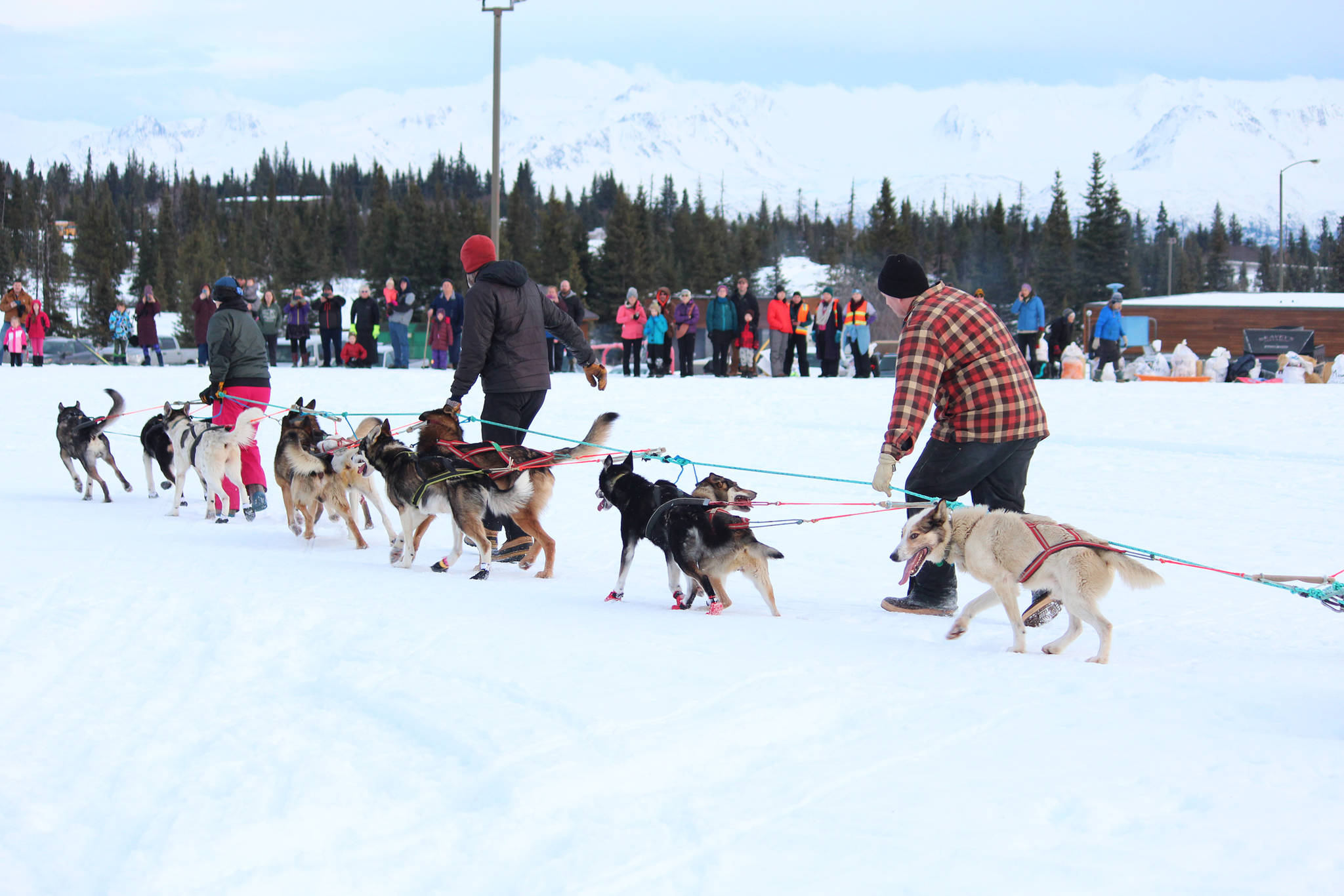 Volunteers for the Tustumena 200 Sled Dog Race help guide a dog team into place for a rest Saturday, Jan. 26, 2019 at the McNeil Canyon Elementary School race checkpoint near Homer, Alaska. (Photo by Megan Pacer/Homer News)