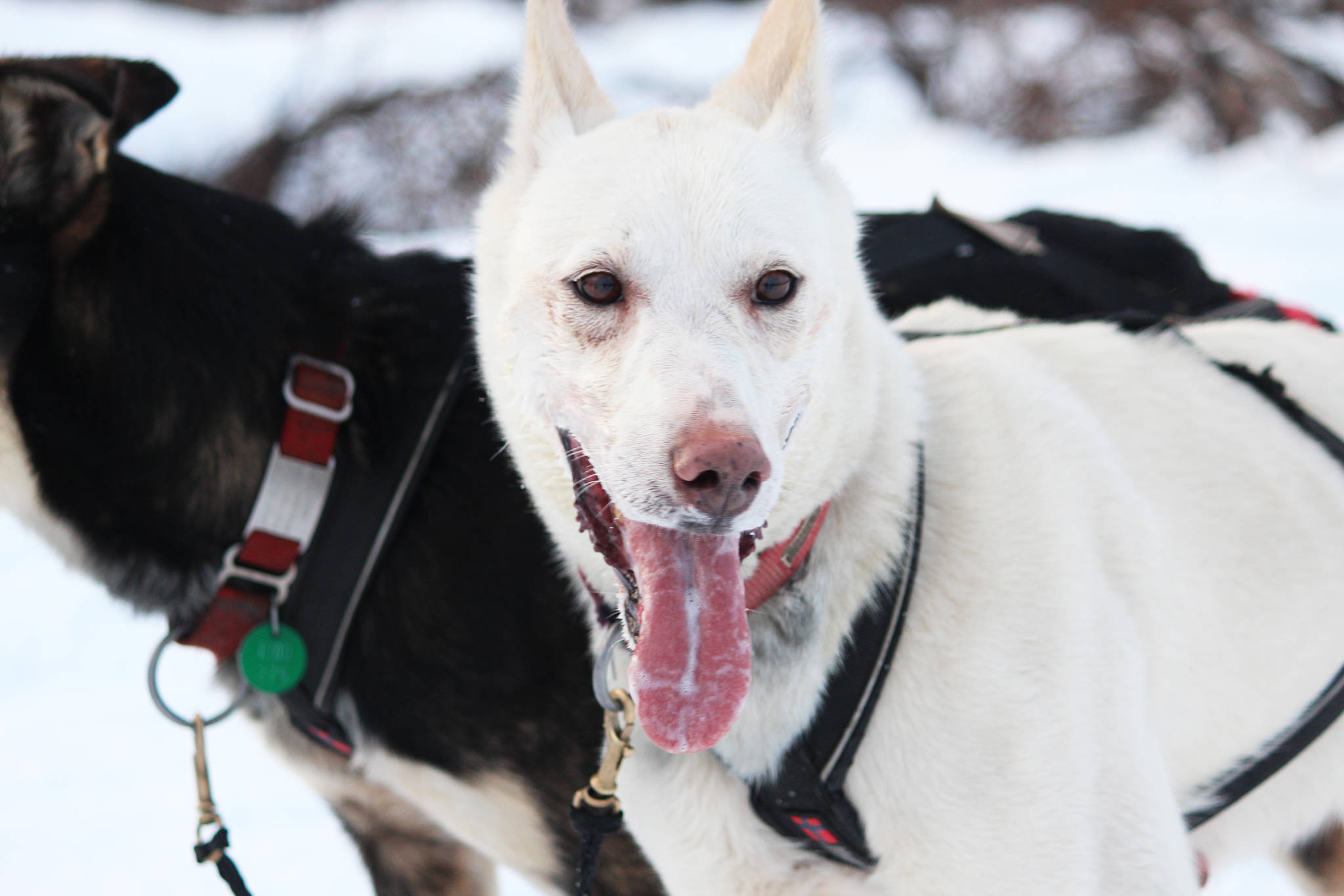 A sled dog takes a breather after arriving at McNeil Canyon Elementary School, the first checkpoint in this year’s Tustumena 200 Sled Dog Race, on Saturday, Jan. 26, 2019 near Homer, Alaska. (Photo by Megan Pacer/Homer News)