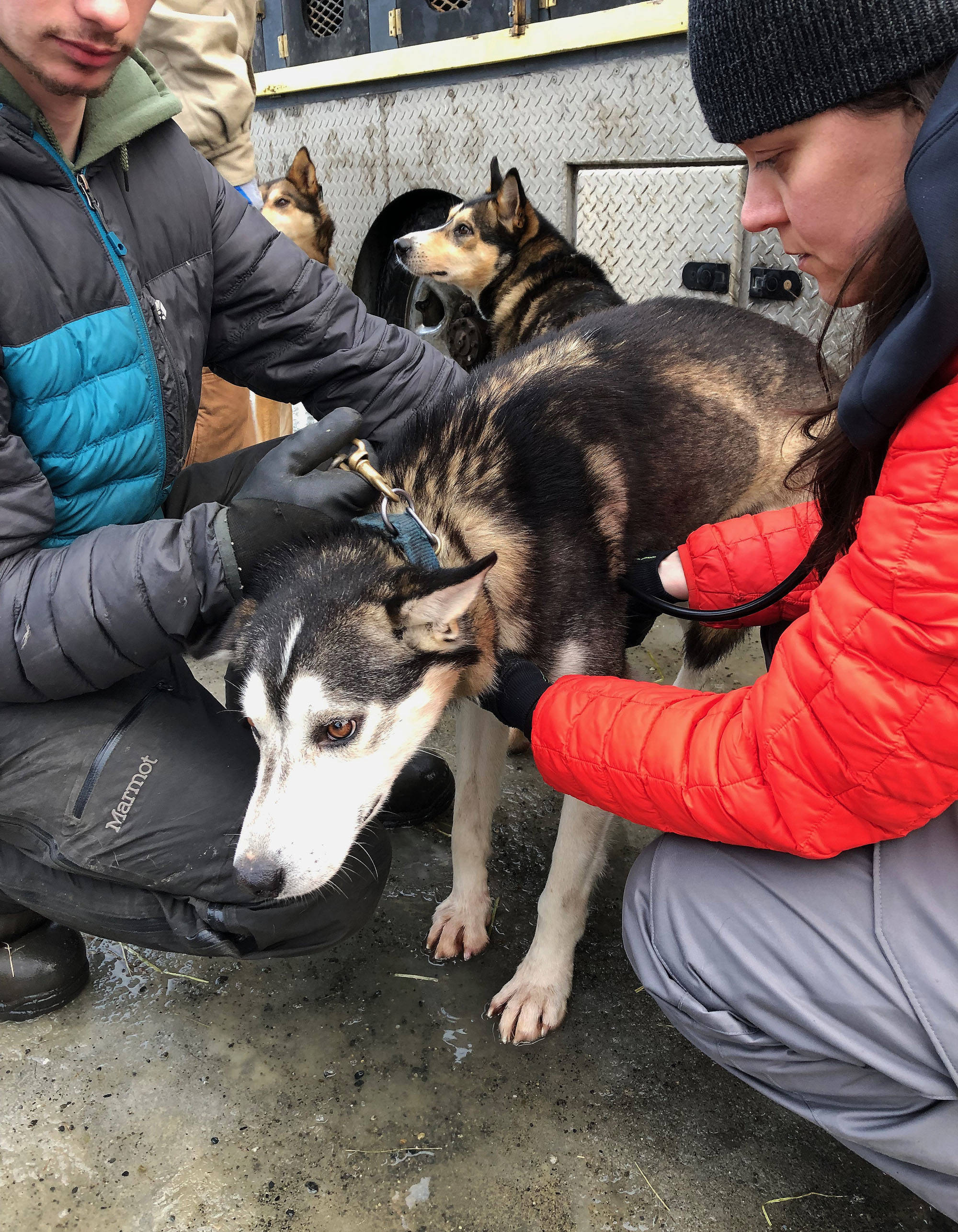 Grayson Bruton (left) and Stephanie Meilleur check the health of one of Mitch Seavey’s dogs Friday afternoon at the Soldotna Regional Sports Complex, in advance of the Tustumena 200 sled dog race. (Photo by Joey Klecka/Peninsula Clarion)