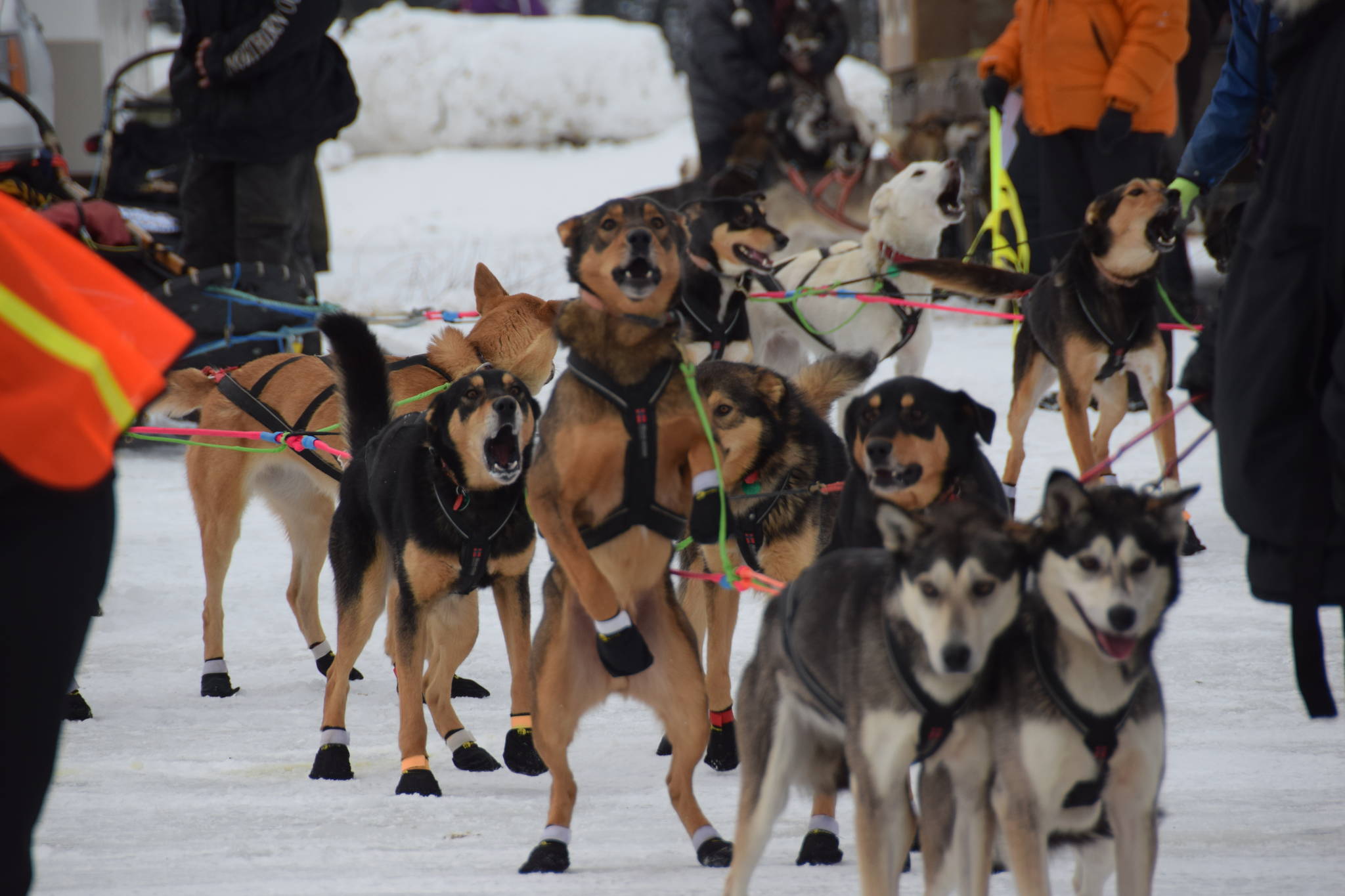 Musher teams competing in the Tustumena 200 Sled Dog Race take off from Freddie’s Roadhouse on Saturday, Jan. 26, 2019 in Ninilchik, Alaska. (Photo by Brian Mazurek/Peninsula Clarion)