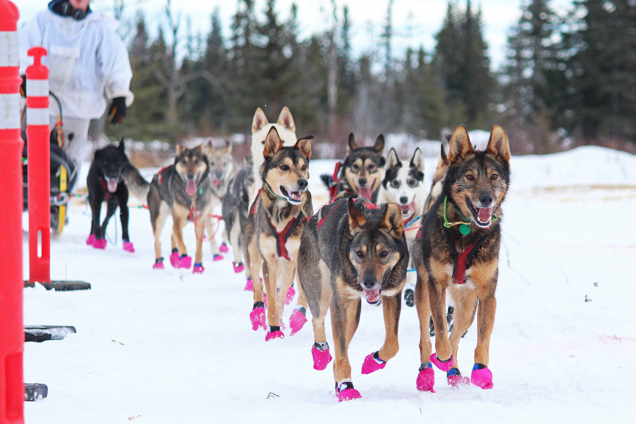 Travis Beals’ dog team approaches the finish line of this year’s Tustumena 200 Sled Dog Race on Sunday, Jan. 27, 2019 at Freddie’s Roadhouse near Ninilchik, Alaska. Beals and his team came in fourth, finishing just four minutes behind third place winner Nic Petit. (Photo by Megan Pacer/Homer News)