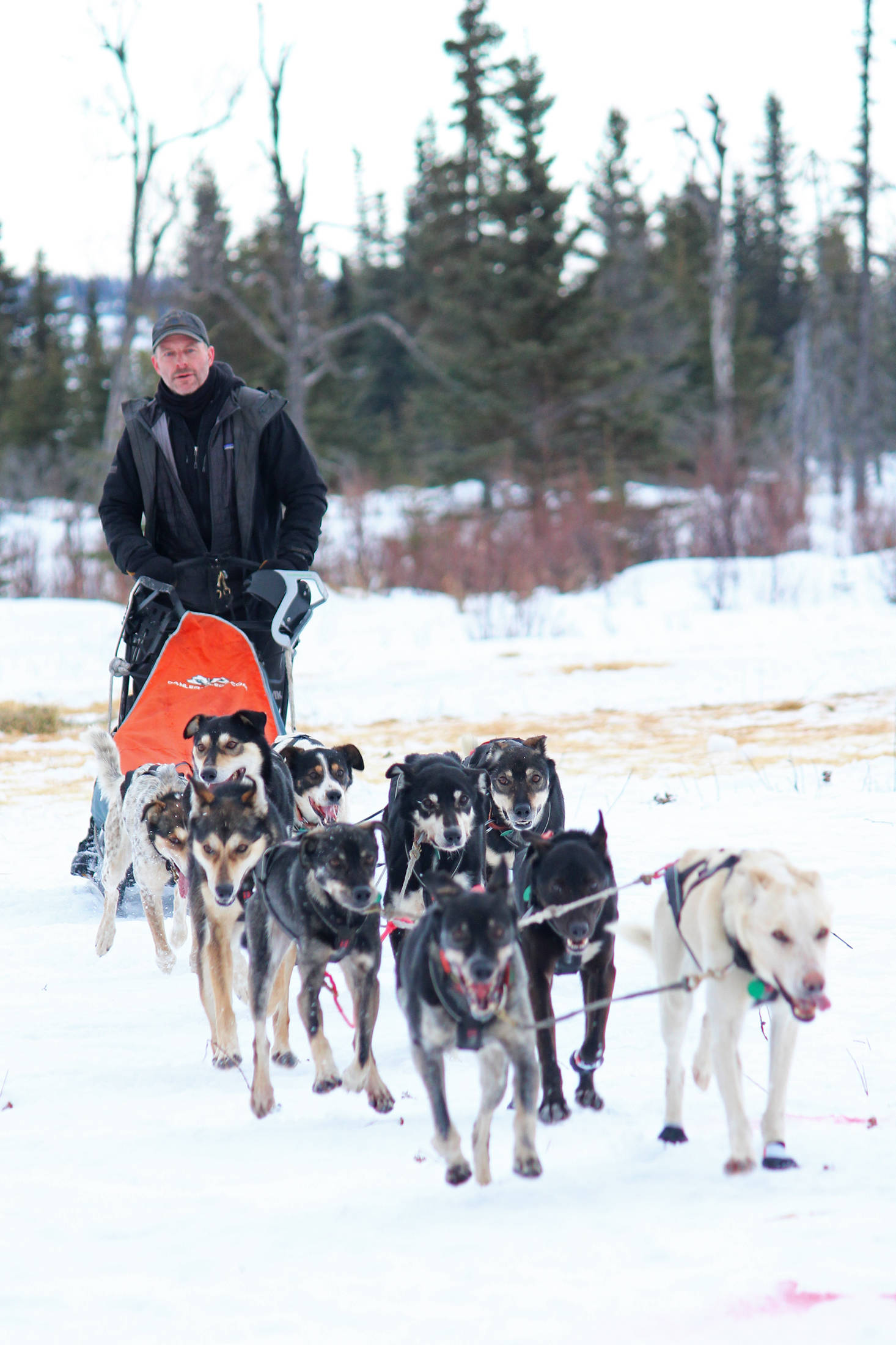 Musher Dave Turner pulls up to the finish line of the Tustumena 200 Sled Dog Race on Sunday at Freddie’s Roadhouse near Ninilchik. Turner took first place in the race that takes dog teams throughout the Caribou Hills on the lower Kenai Peninsula. (Photo by Megan Pacer/Homer News)