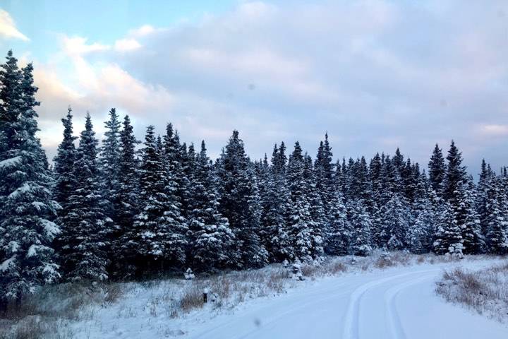 My snowy driveway one winter morning, near Kenai, Alaska. (Photo by Victoria Petersen/Peninsula Clarion)