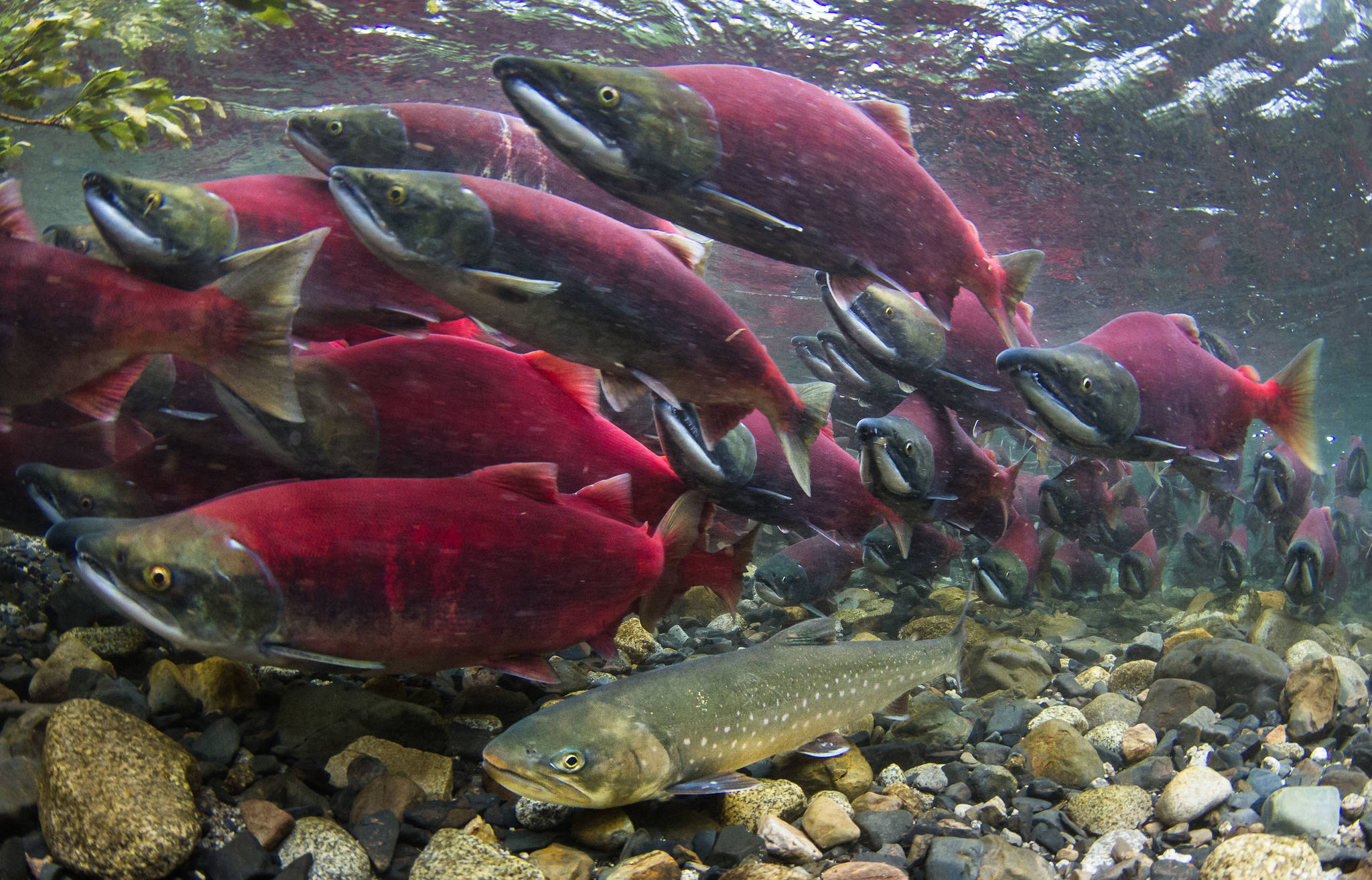 Sockeye salmon are pictured in this file photo. (File)
