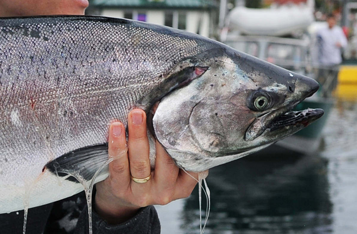 A king salmon during the 67th annual Golden North Salmon Derby at the Don D. Statter Memorial Boat Harbor in August 2013. (Michael Penn | Juneau Empire)
