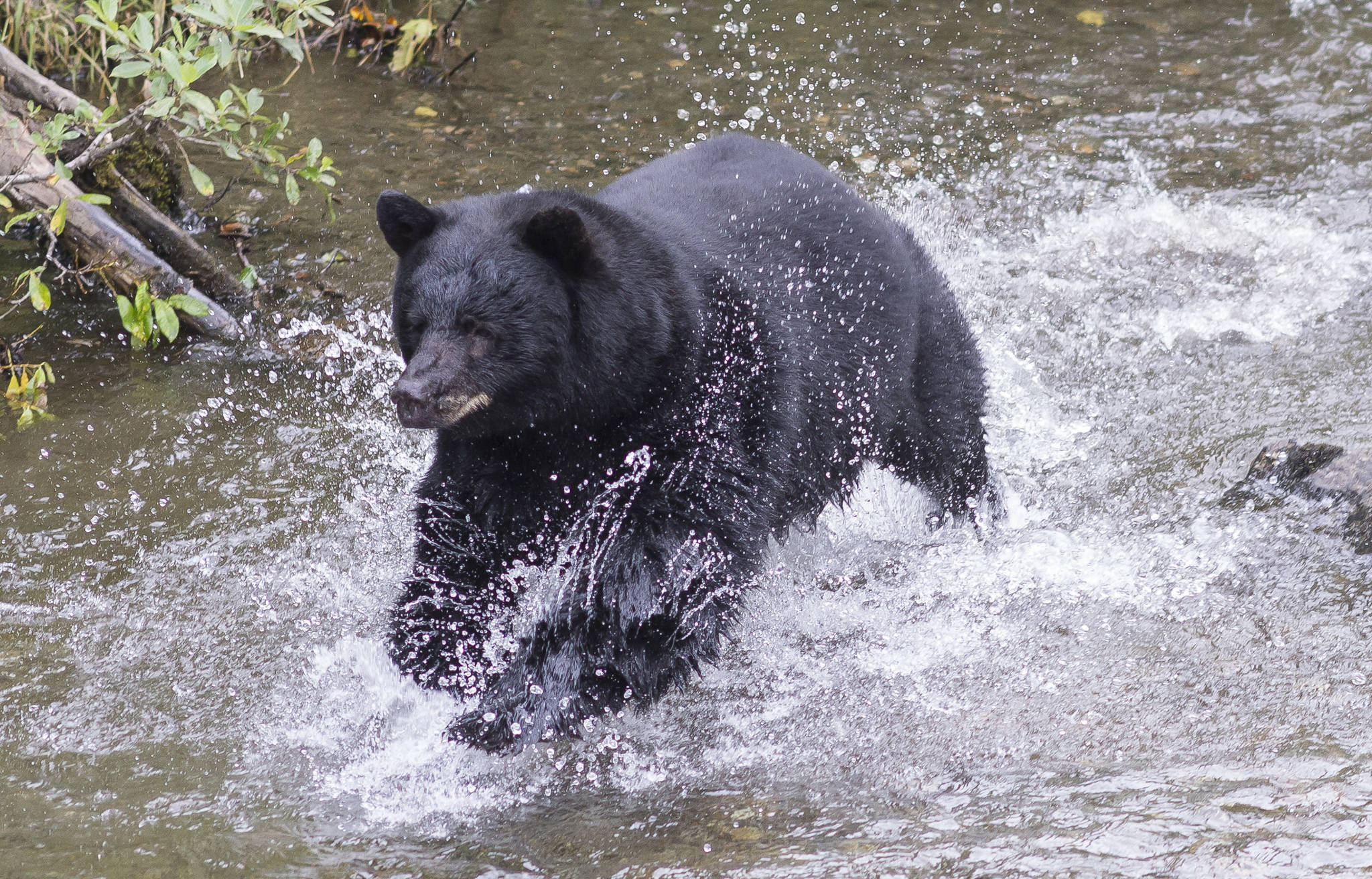 A male black bear chases spawning sockeye salmon in Steep Creek at the Mendenhall Glacier Visitor Center on Thursday, August 16, 2018. (Michael Penn | Juneau Empire)                                A male black bear chases spawning sockeye salmon in Steep Creek at the Mendenhall Glacier Visitor Center on August 16, 2018. (Michael Penn/Juneau Empire)
