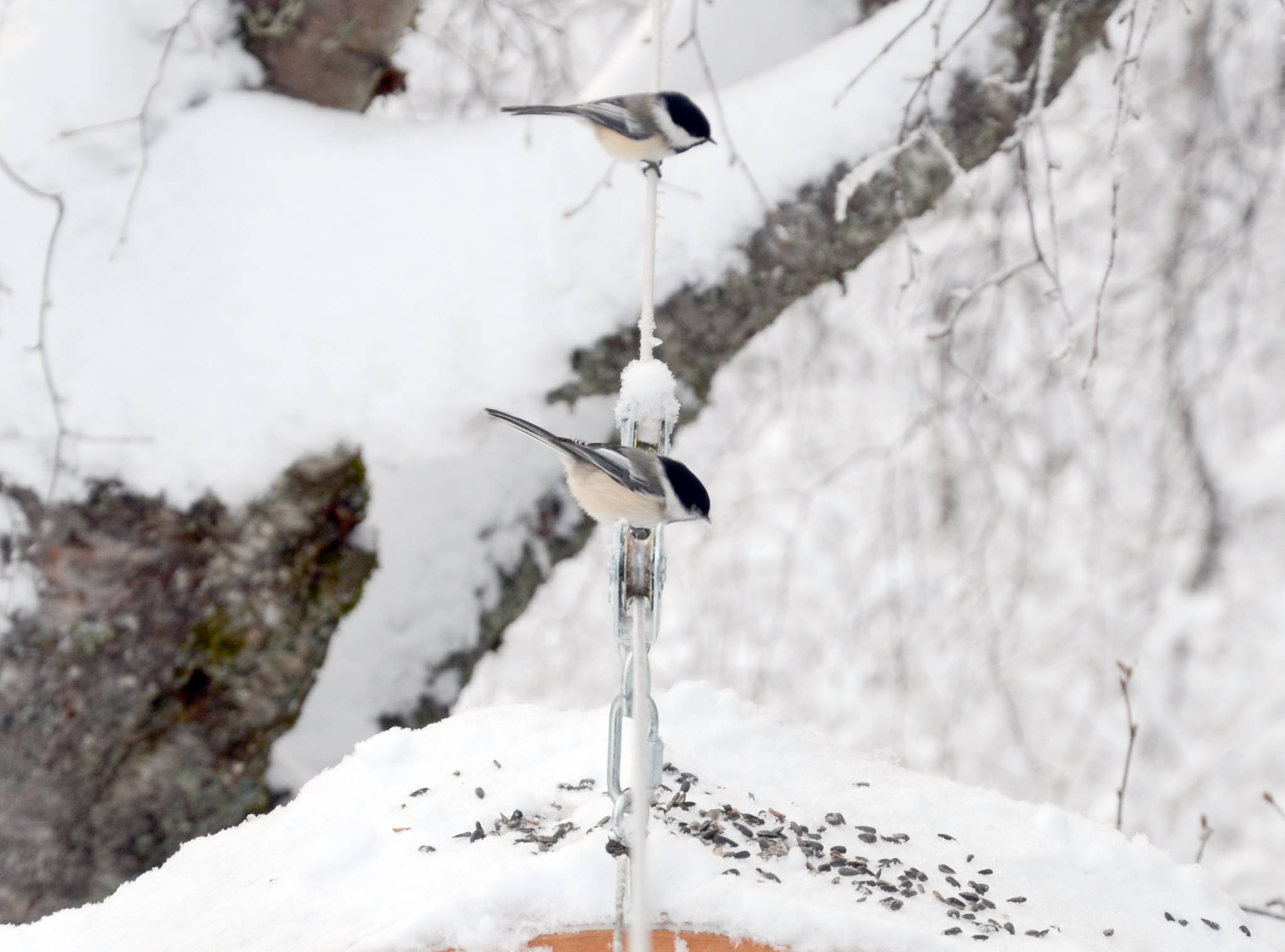 Two Black-capped Chickadees visit a feeder in Soldotna on Wednesday. (Photo by Jeff Helminiak/Peninsula Clarion)
