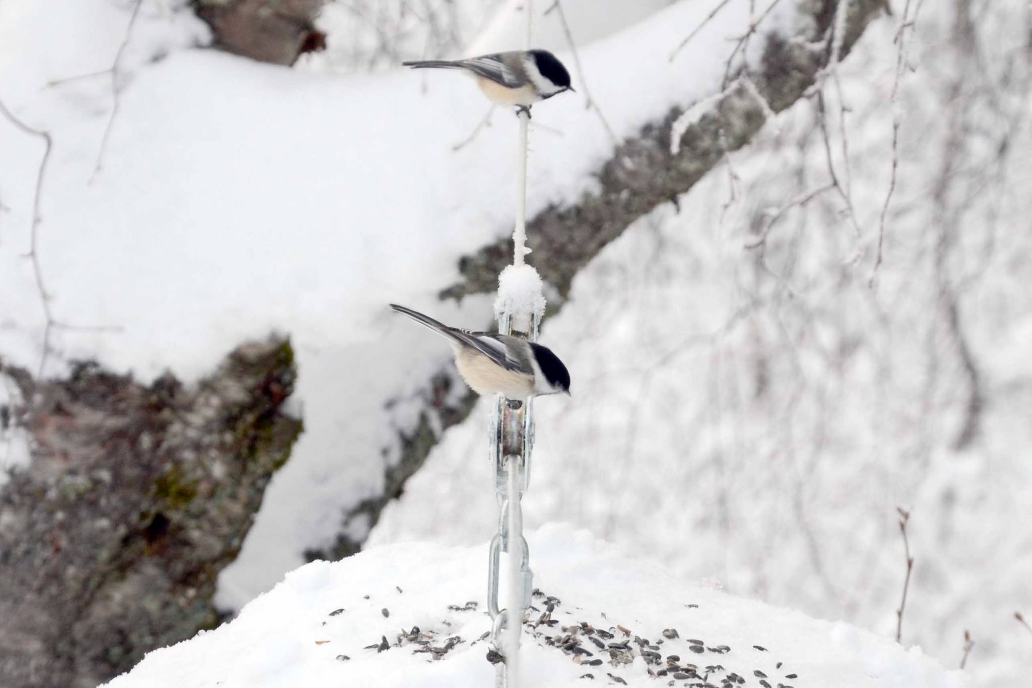 Refuge Notebook: To feed or not to feed the birds