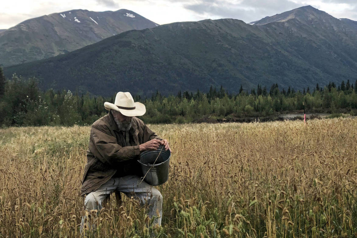 Robert Gibson of Cooper Landing picks barley by hand at a small barley field planted by the Kenai Peninsula Borough in a vacant gravel pit on Friday, Aug. 31, 2018, in Cooper Landing, Alaska. Gibson uses three different methods to pick the barley, including using a scythe and a hand sickle. (Photo by Victoria Petersen/Peninsula Clarion)